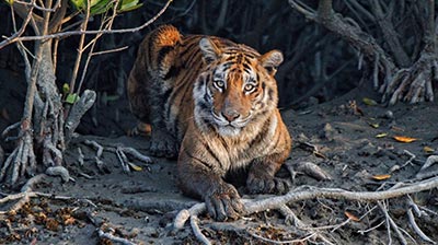 trip-to-sundarban-3n-4d