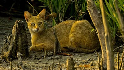 trip-to-sundarban-photography
