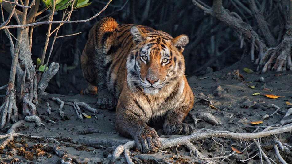 trip-to-sundarban-full-width-left