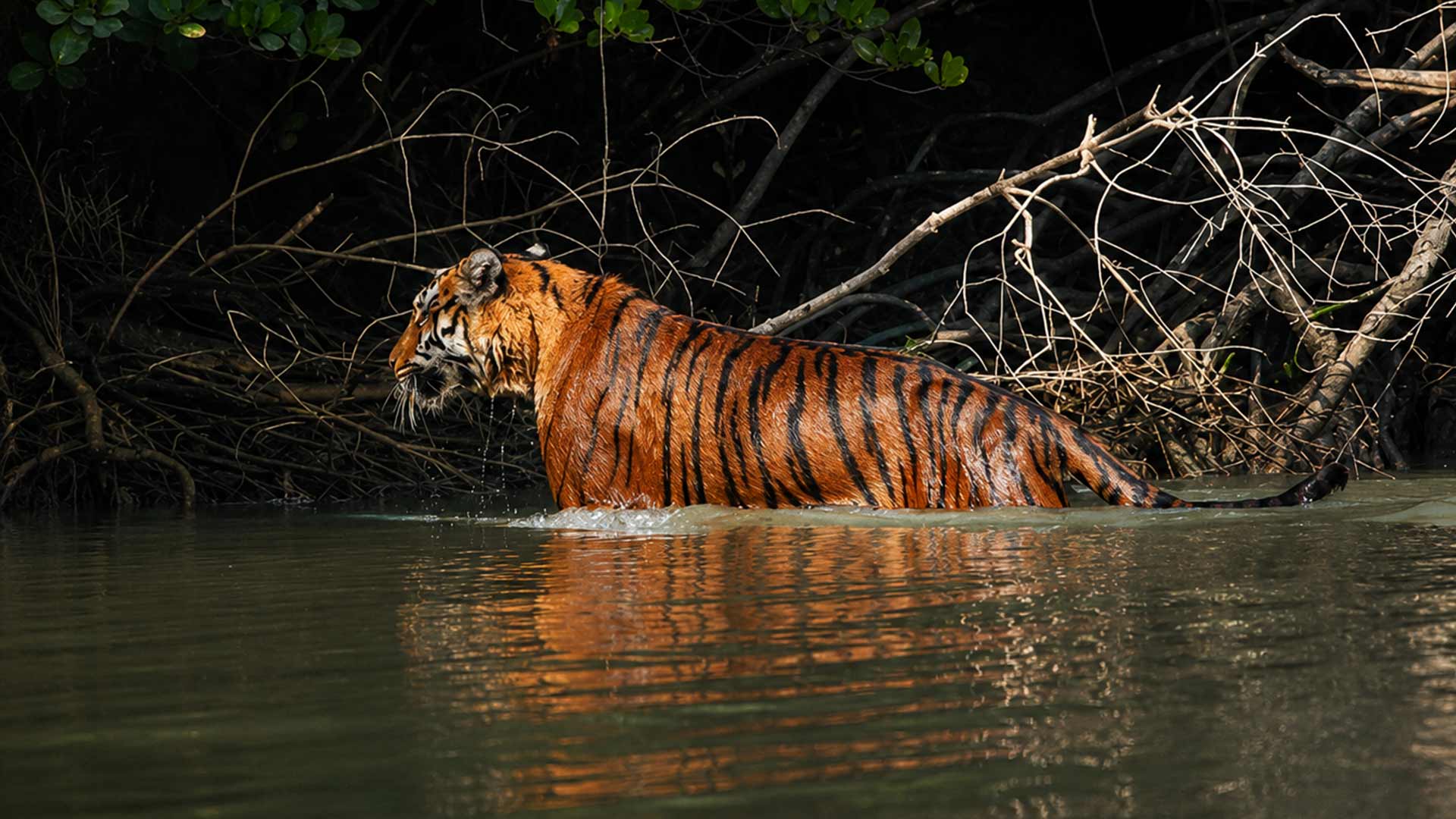 Trip To Sundarban