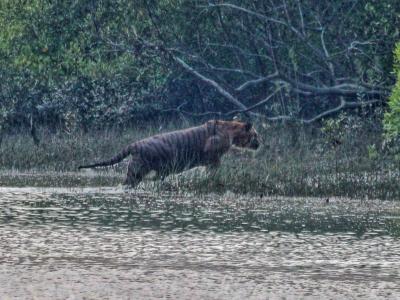 trip-to-sundarban