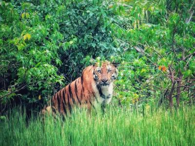 trip-to-sundarban