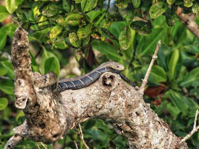 trip-to-sundarban