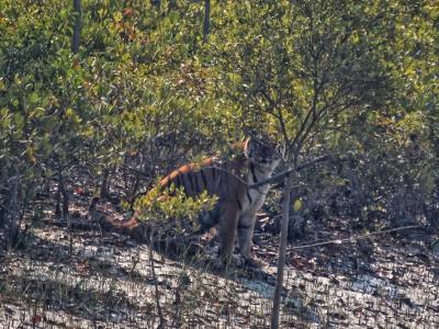 trip-to-sundarban