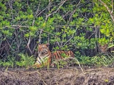 trip-to-sundarban