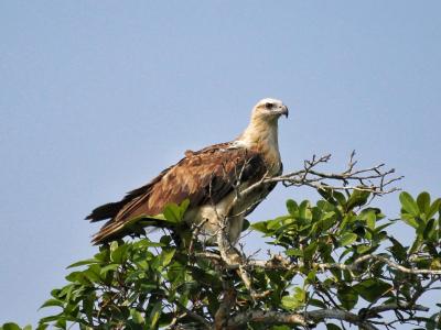 trip-to-sundarban