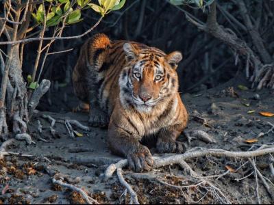 trip-to-sundarban