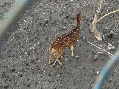 trip-to-sundarban