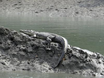trip-to-sundarban