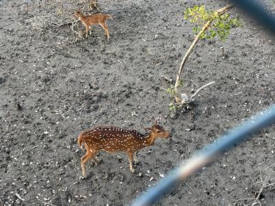 trip-to-sundarban