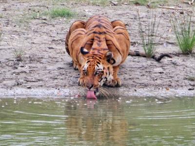 trip-to-sundarban